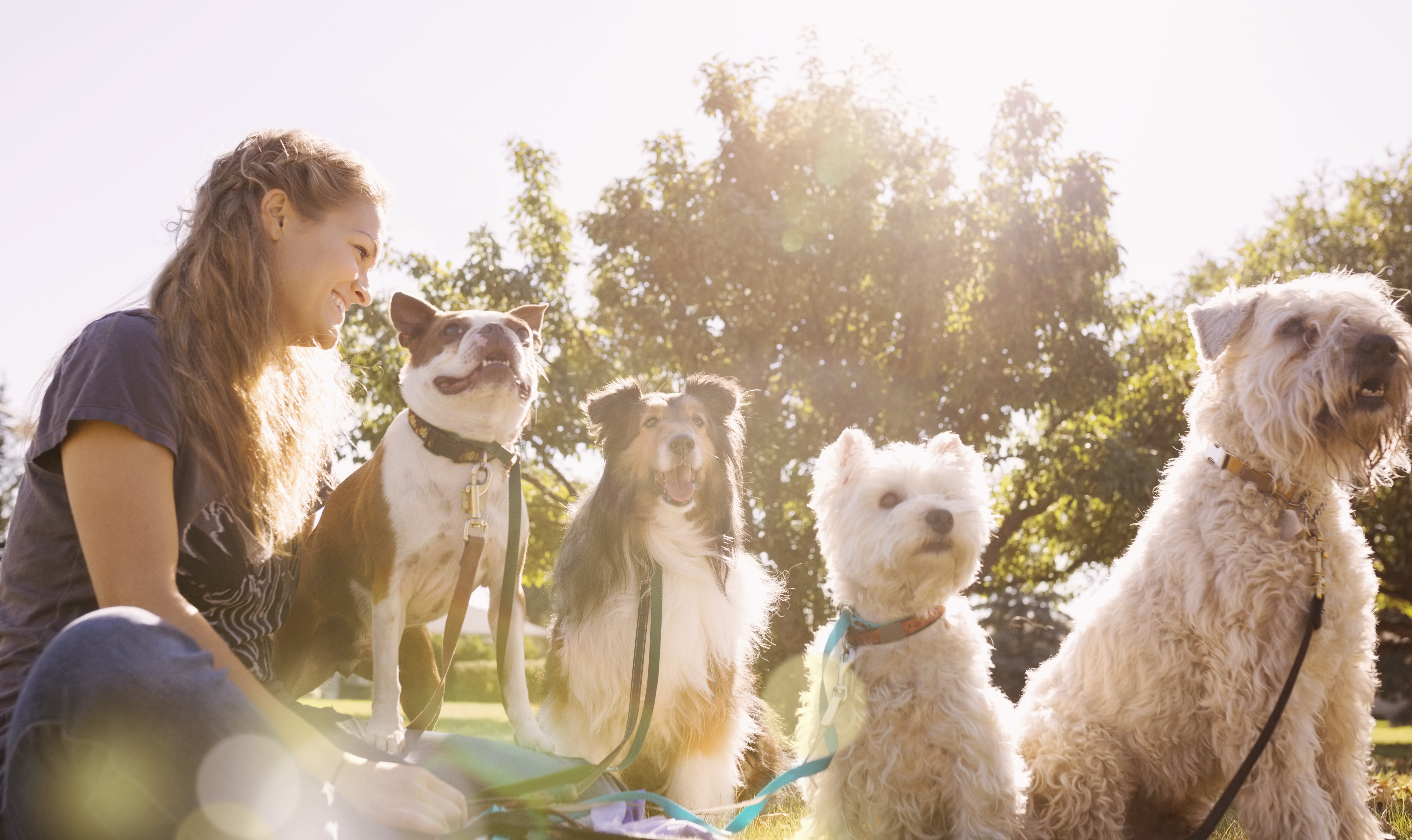 Dog Walker at the Park